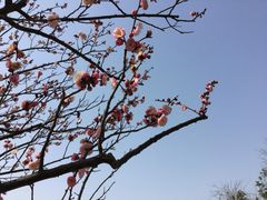 -香雪海