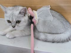 -瑞派长江宠物医院·猫科·外科·24小时夜护(谊城公寓分院)