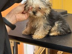 -MARSMART PETS火星宠物超市(1733店)