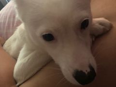 -宠爱国际动物医院· 猫科· 外科·中兽医(长白店)