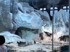 -帝企鹅自助餐厅•儿童岛•真企鹅(长隆企鹅酒店)