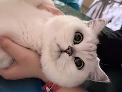 -美联众合爱康动物医院•复杂内科•肿瘤科•牙科•腔镜诊疗中心