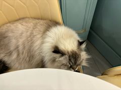 -安格丽娜·狗咖·猫咖羊驼咖(春熙路百盛商场店)