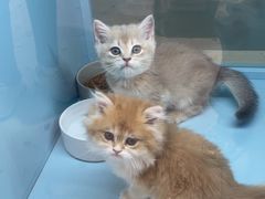 -FAELING PETS美天灵宠物(合生汇店)
