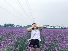 -紫颐香薰山谷景区