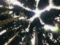 -武陵山森林公园