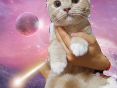 -东方名猫馆·英短金渐层布偶猫舍(环线广场1号楼店)