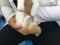 -佳怡动物医院·平价24小时·猫专科骨外科