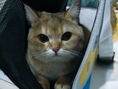 -伟伟宠物医院·CT影像中心·瑞派犬猫综合性门诊(汉口总院)