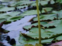 -上海植物园-4号门售票处