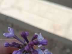 -西二旗(地铁站)