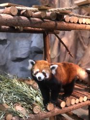 点击看大图 -Zoolung Zoolung动物主题公园(海信广场店)