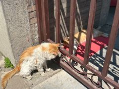 -护国法轮寺