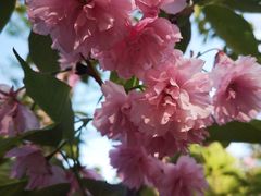 -长白岛森林公园