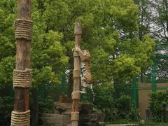 -上海野生动物园老虎餐厅