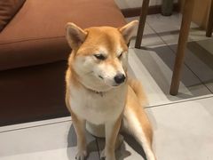 -柴务处·柴犬主题狗咖