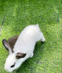 -萌宠亲子动物乐园(槐房万达店)