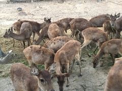 -清迈夜间动物园