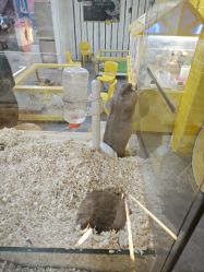 -神奇动物撸宠馆·羊驼·小浣熊·异宠(豫园店)