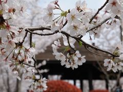 -顾村公园