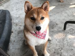 -柴犬高等学院·狗咖·柴犬售卖·宠物训练