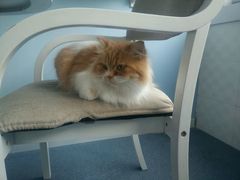 -喵的天空名猫咖啡馆·撸猫·猫舍·用品