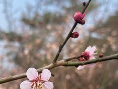 -北京鹫峰国家森林公园