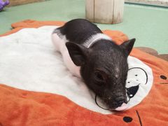 -藦茜花园宠物主题亲子互动体验馆(国顺东路店)