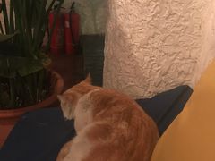 -Sirena海妖日咖夜酒