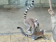 -石家庄市动物园