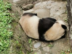 -都江堰中华大熊猫苑