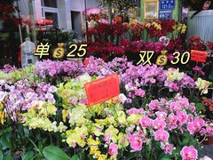 -溪岸路花鸟市场