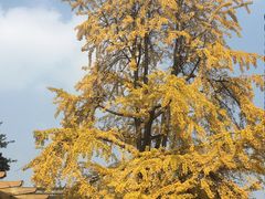 -张师傅烧烤(CBD店)