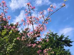 -田州古城