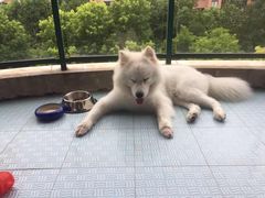 -酷狗靓猫宠物·洗护·美容·寄养(航北路店)