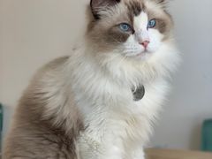 -猫在这儿猫咪咖啡馆·撸猫馆