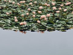 -白鹭湾湿地公园