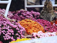 -杭州植物园