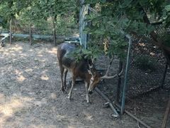 -北京麋鹿生态实验中心