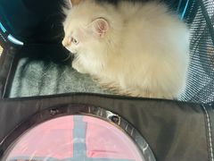 -伟伟宠物医院·瑞派猫友好医院·猫科(光谷店)