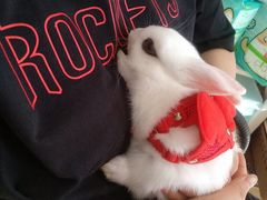 -圣宠宠物(平吉花卉市场店)