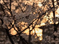 -武汉大学-樱园