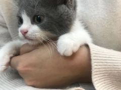 -lincat·猫舍(广州店)