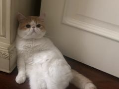 -FAELING PETS美天灵宠物(富力广场店)