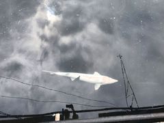 中华鲟-青龙潭鱼庄