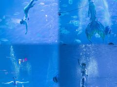 -烟台海昌鲸鲨海洋公园