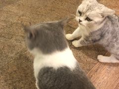 -more than meow吴止猫主题餐厅(承德 中船汇店)