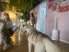 -Husky Go! 哈士奇体验馆·宠物咖啡厅狗咖