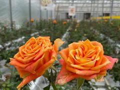 -上海鲜花港