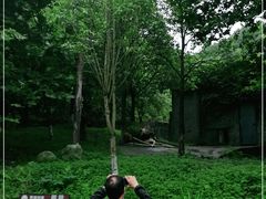 -都江堰中华大熊猫苑